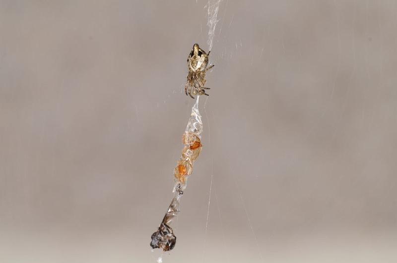 Cyclosa_conica_D8275_Z_90_Les Gris_Frankrijk.jpg
